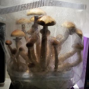 All in One Magic Mushroom Grow Kit